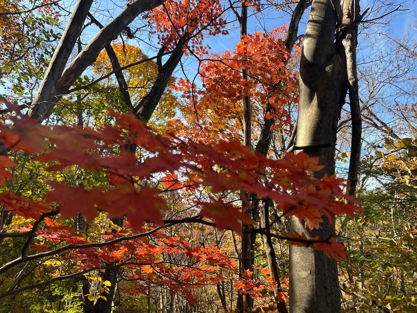 ハードな道のりも癒される🍁