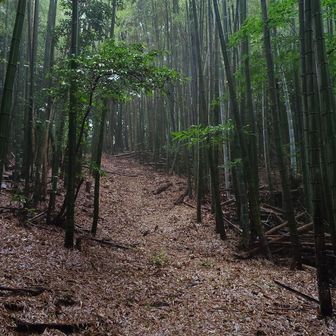 竹林を進みます。