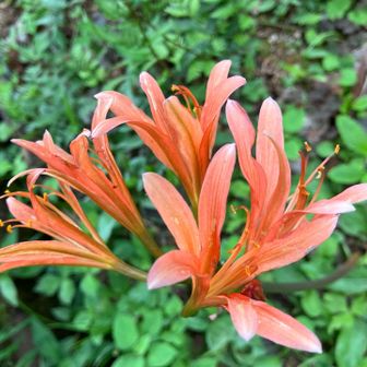 少しだけ咲き残ってた…🧡