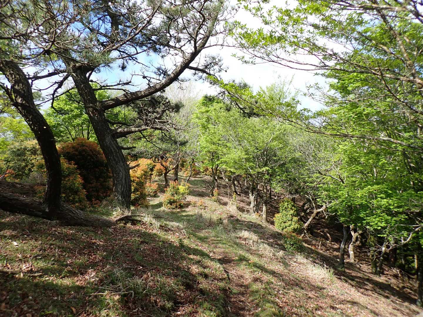 神ノ前山-黒峰 往復コースの写真