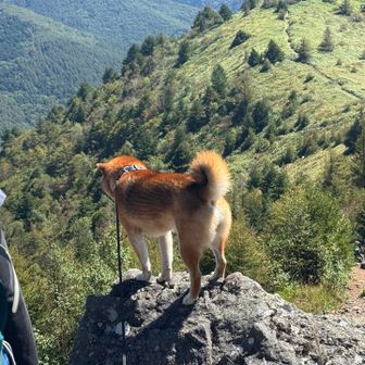 柴ちゃんに遭遇！山で柴犬を見ると幸せです。