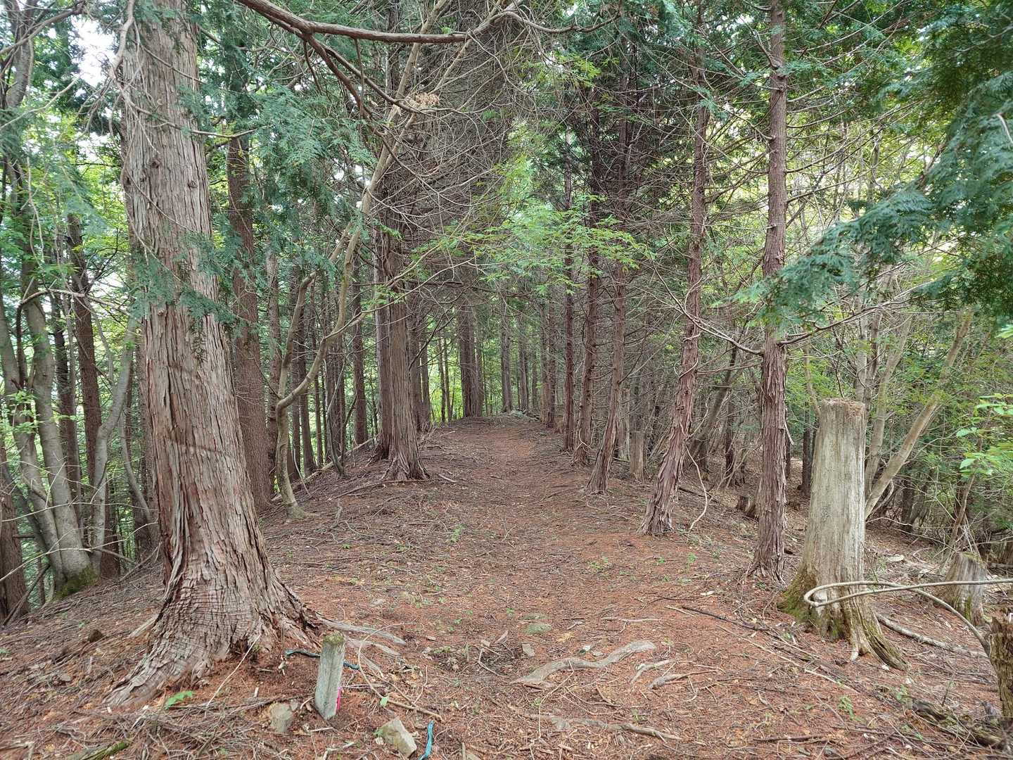 行きの南尾根コース🚶