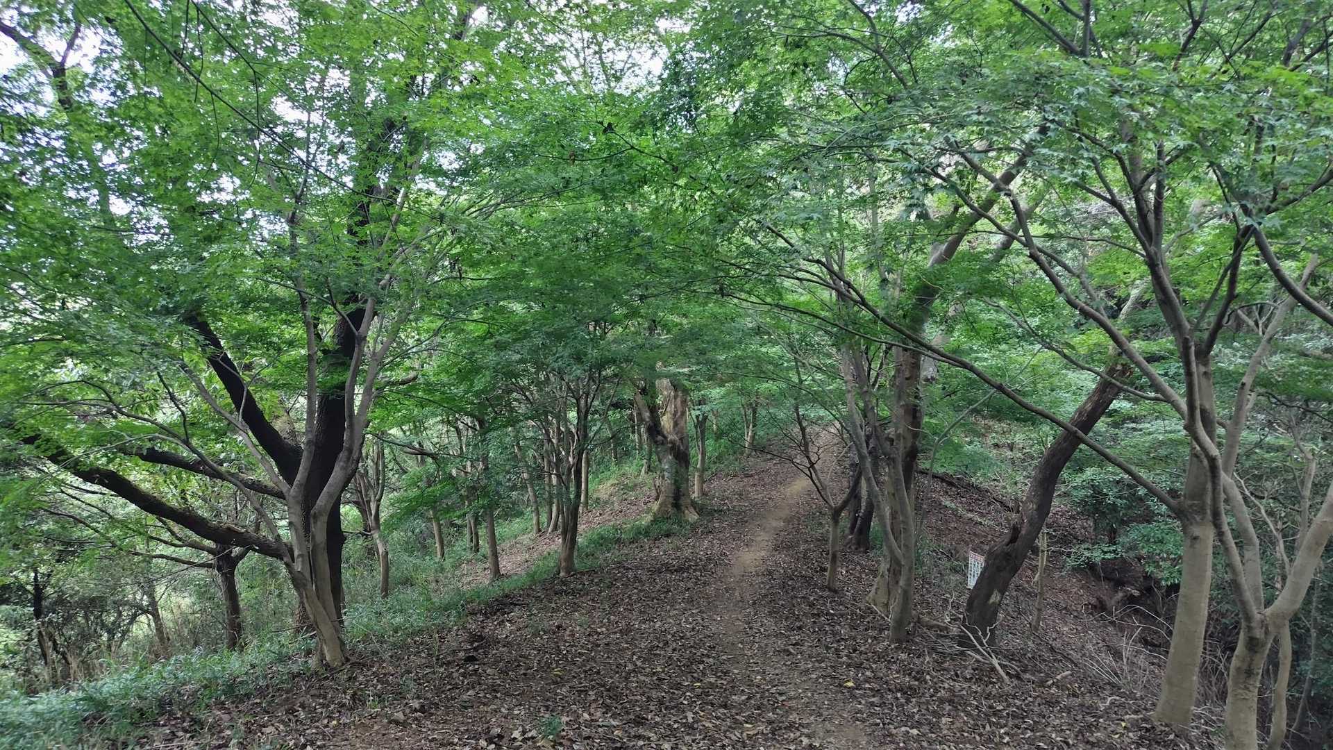 気持ちよく歩ける尾根道