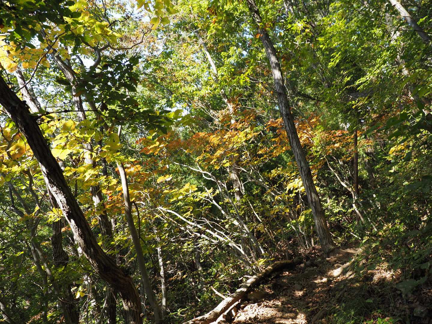 気持ちの良い登山道です