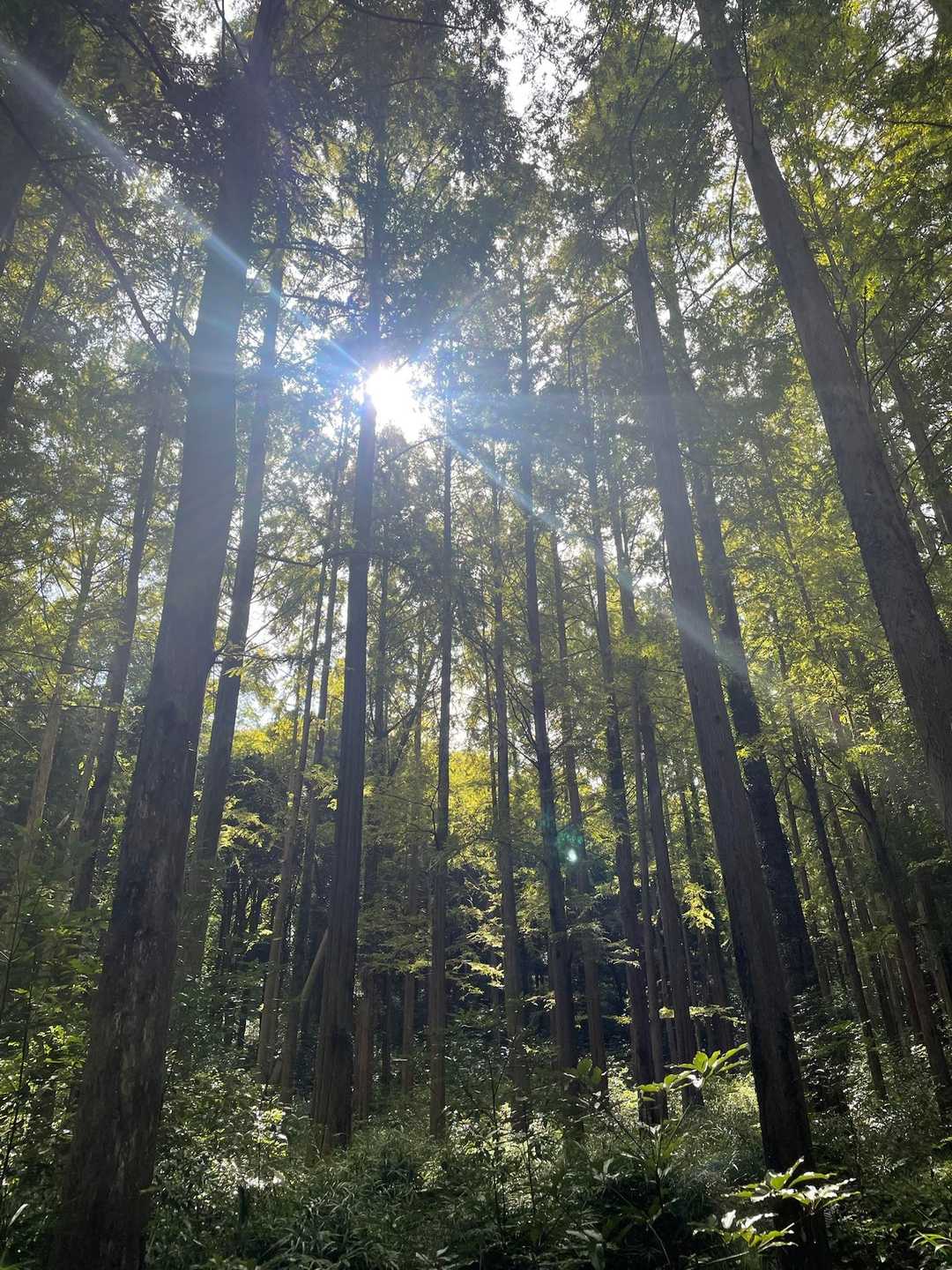大山 往復コースの写真
