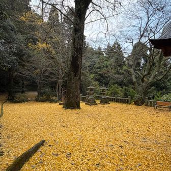 下山、文殊堂の前の銀杏の落ち葉の絨毯