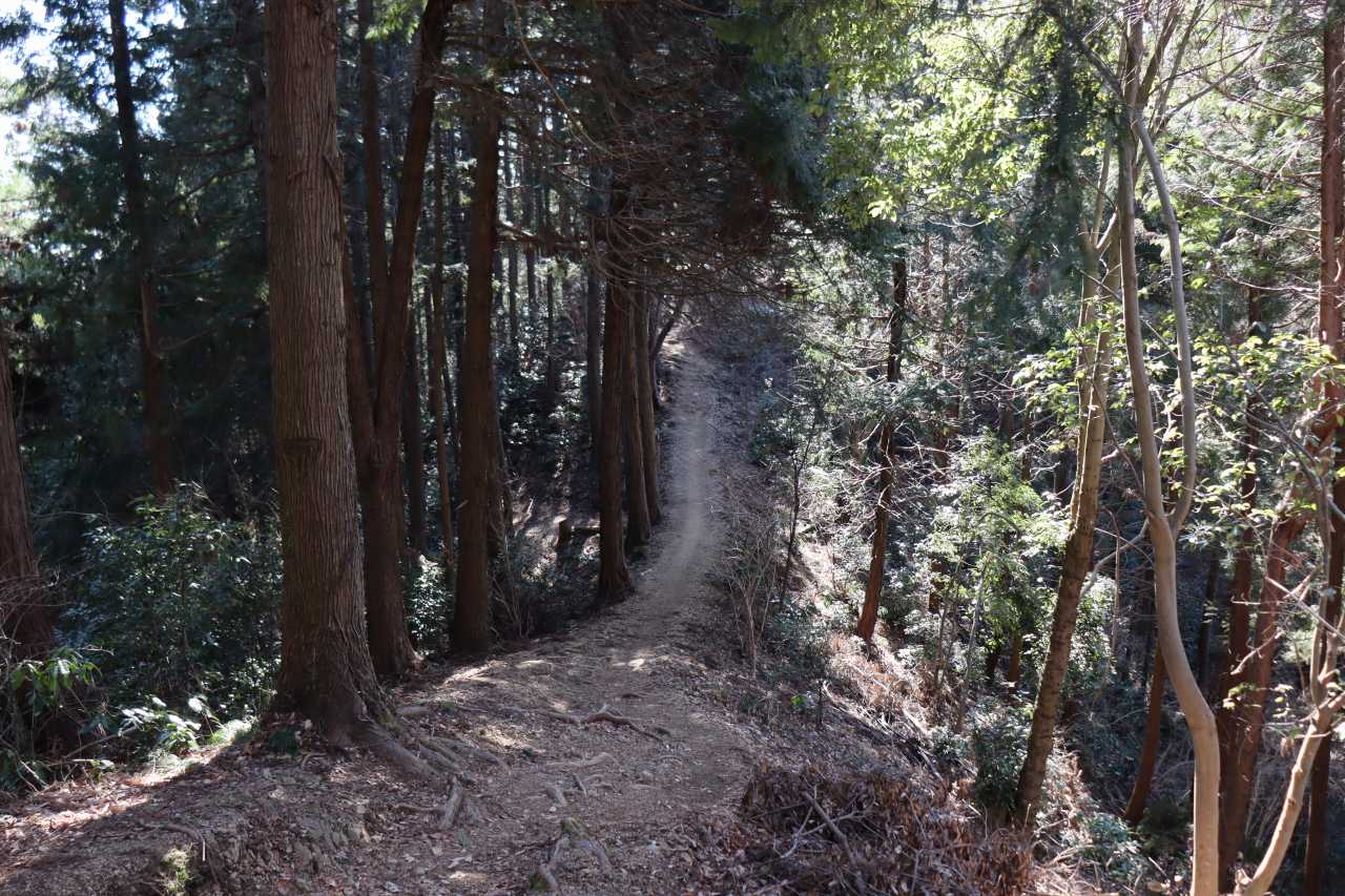 走り抜けたくなるような、気持ちの良い道です。