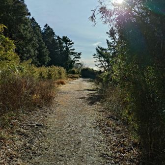 YAMAPの地図によると、この辺りが明星ヶ岳の山頂と思われるのですが、何もありません。