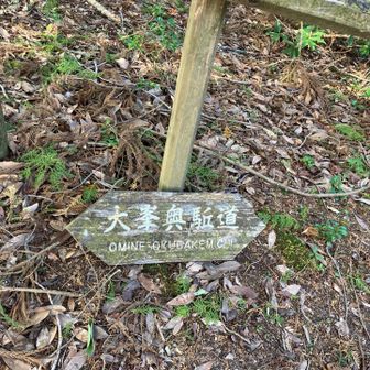 私、大峯奥駈道に来たのね