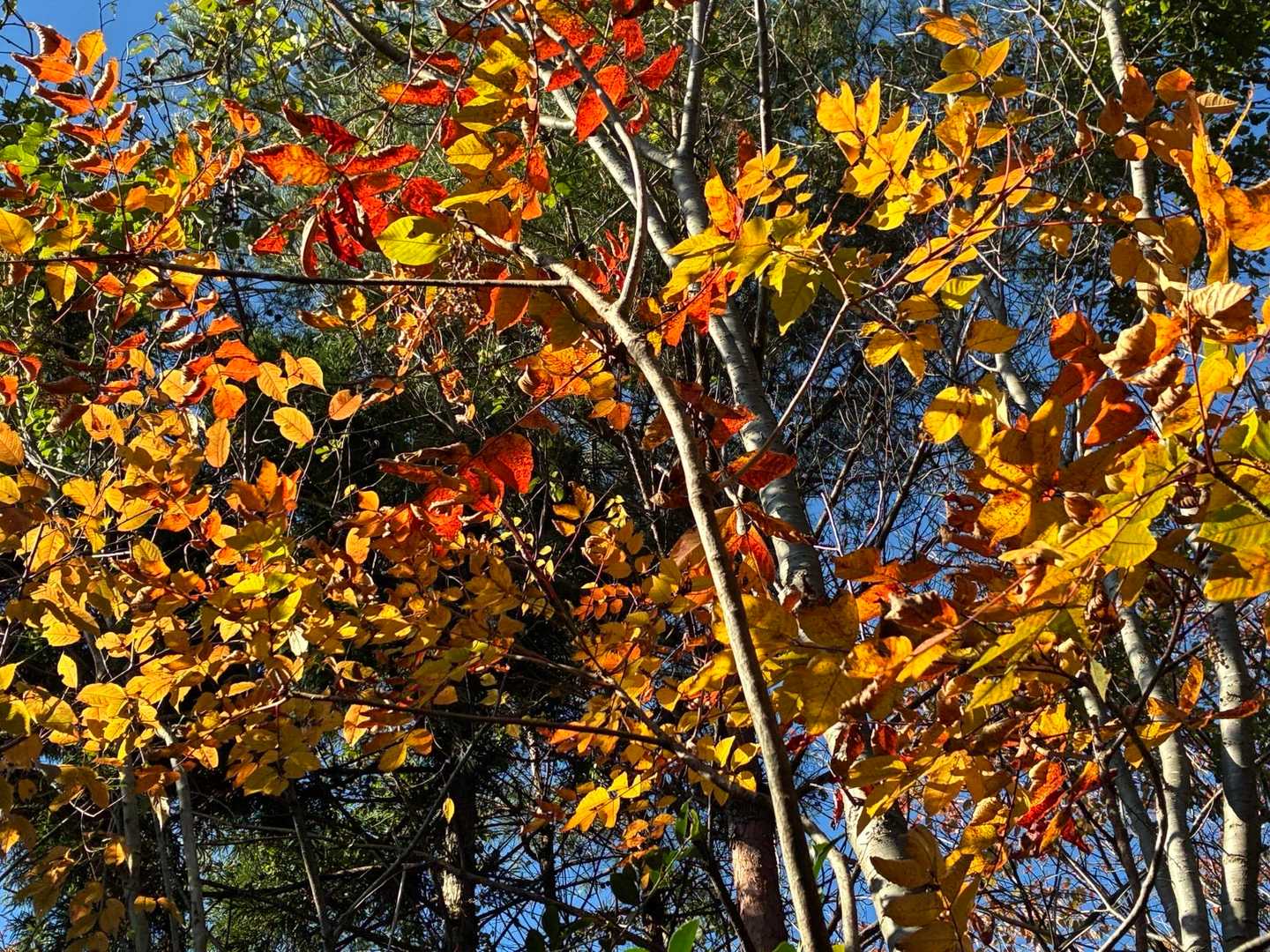 きれいな紅葉🍁
🟠🔴🟠