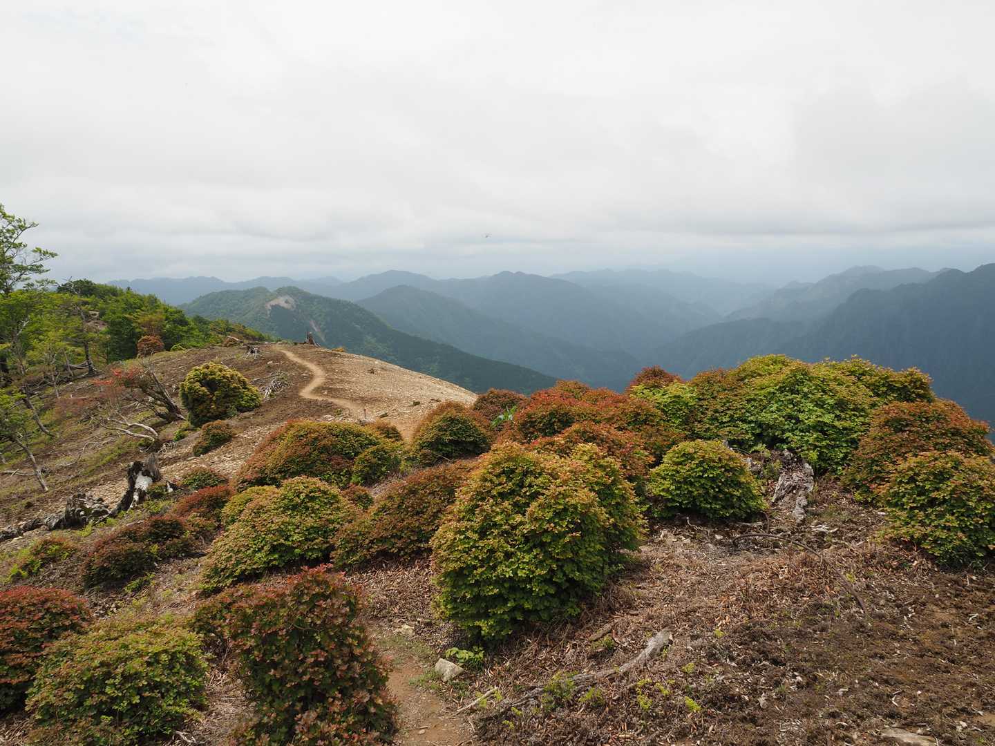 大台ヶ原バス停-尾鷲辻-マブシ嶺 往復コースの写真