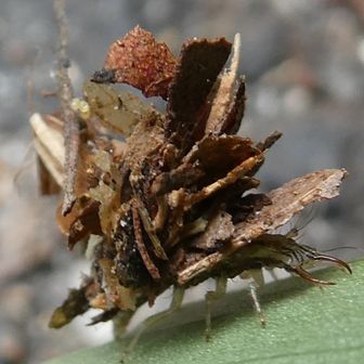 クサカゲロウの幼虫は　ハウルの城みたい　背中に枯葉のくずなどくっつけてる　これでちょこちょこ歩くのが　最高にかわいい　けれど写真見て顎が強そうと初めて分かった！アブラムシなど食べる　成虫は花の蜜などが中心
