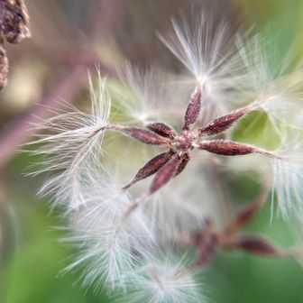 今から種をつけて飛んでゆくのね…

うどん時間でもなくなりました^^;
下道だと2時間もかかるそうｶﾞｰﾝ

ありがとうございました。
