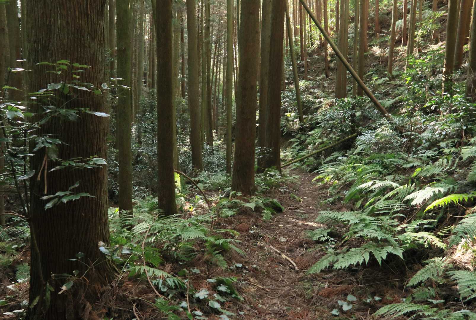 天見駅-旗尾岳-府庁山-十字峠 周回コースの写真