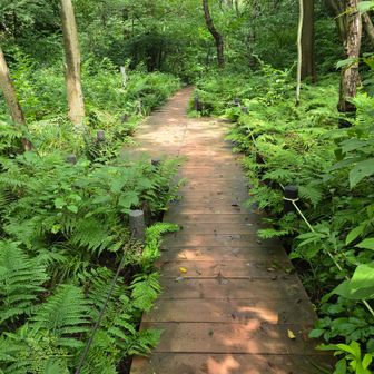 敷地内をグングン歩きましたがこの辺りから体調不良が加速😰