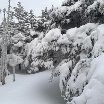 コメツガに雪がびっしり