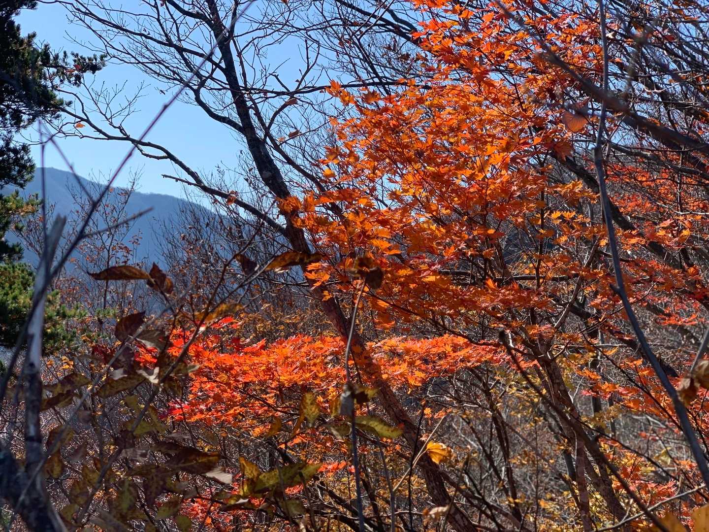 大鷲山 往復コースの写真