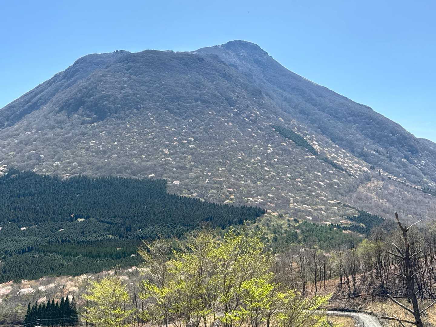 反対側からの由布岳！山肌の山桜が綺麗でした😍画像では伝わりにくいです‥