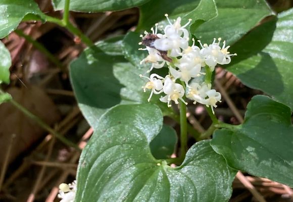 やまちゃん65｜長野県の登山記録 | YAMAP / ヤマップ