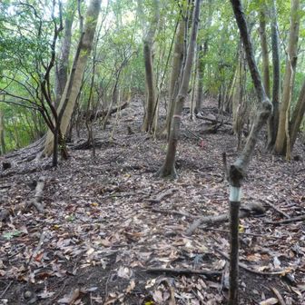 登りの写真はこの後と二枚だけでした。
ここはまだ緩やかな登りでした。