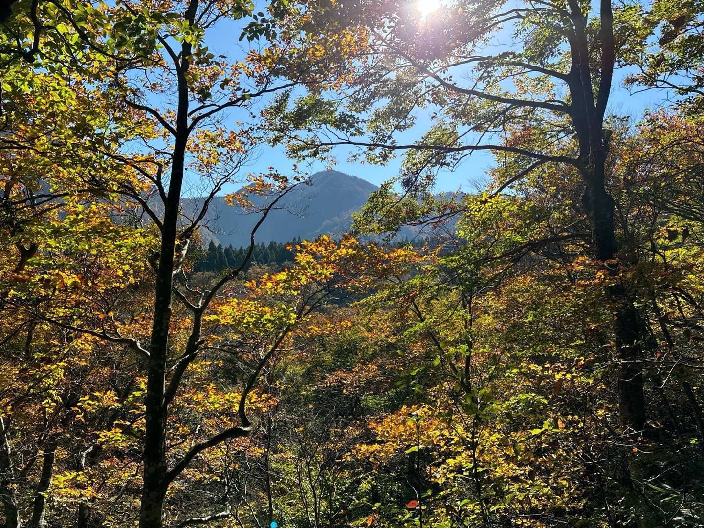 木々の間から甲ケ山⛰️
