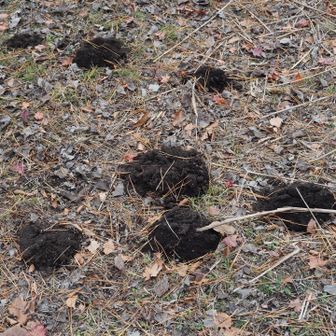 ポコポコ地面が掘り返されてる
モグラ？