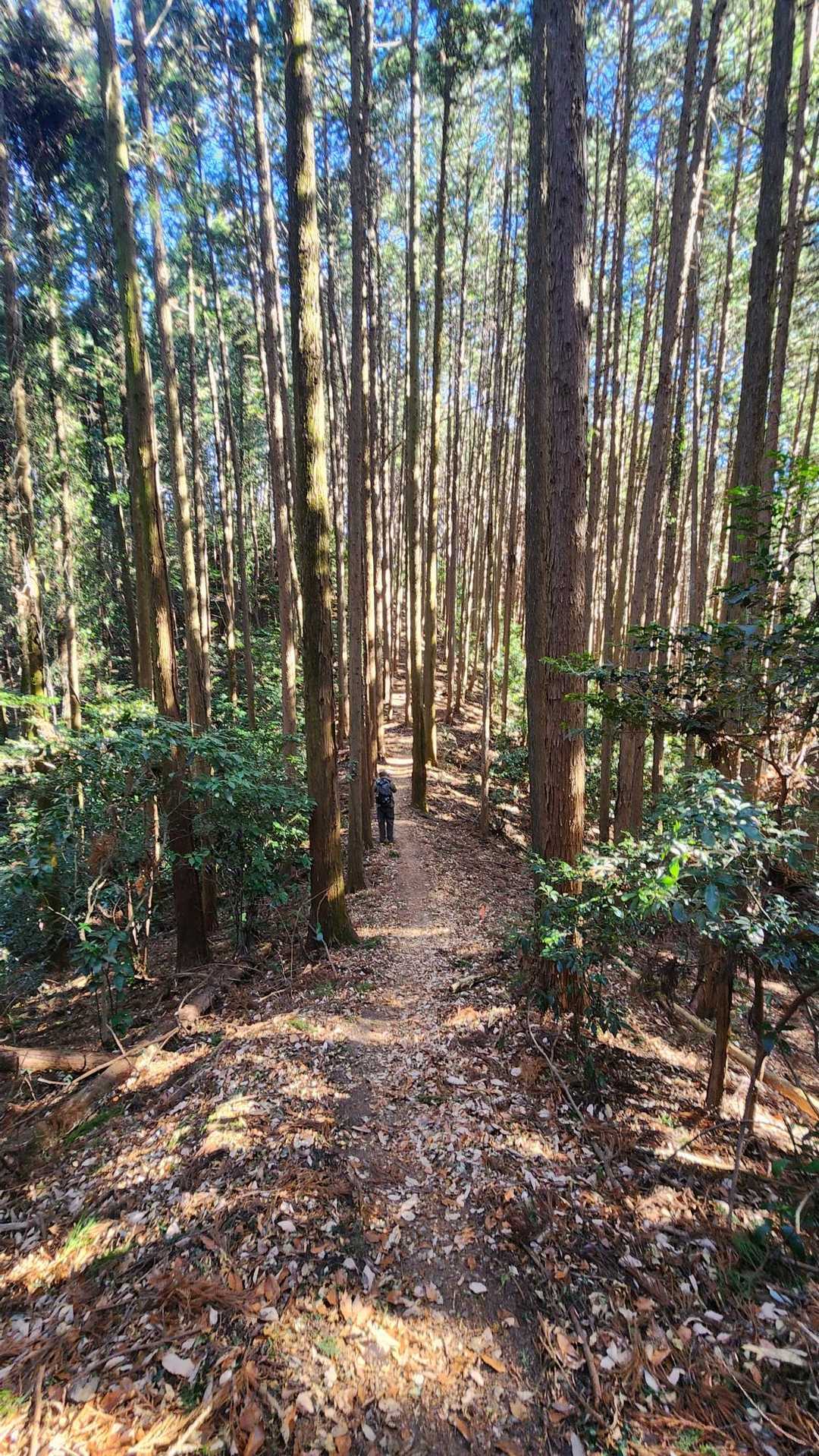 官ノ倉山-烏森山-臼入山 往復コースの写真