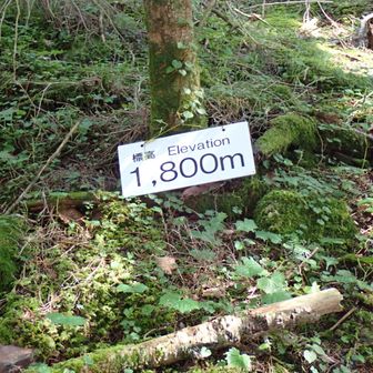 標高1800m地点
大きな木のたもとでの休憩適地
地図上ではこのさらに上に「大木の広場」というポイントがあるそうだが、登りでも下りでもそんな場所見つけられなかった