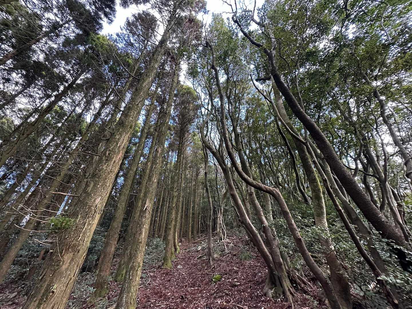 龍王山-龍王神社 往復コースの写真