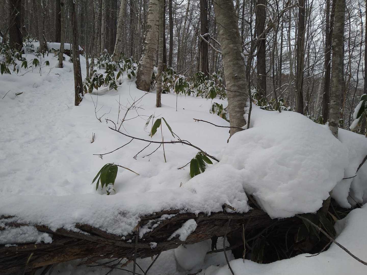 すぐに倒木が