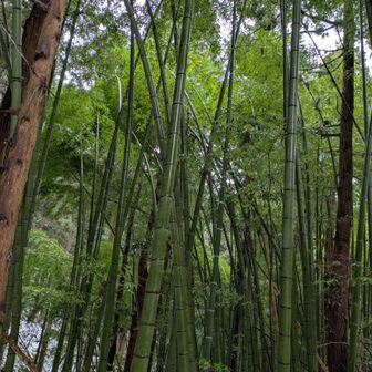 文殊山登山、最後のお楽しみといえばコレ。竹林コーナー。
竹というのは真冬のこの時期にこんなに青々と葉をつけるんですね。初めて知りました。