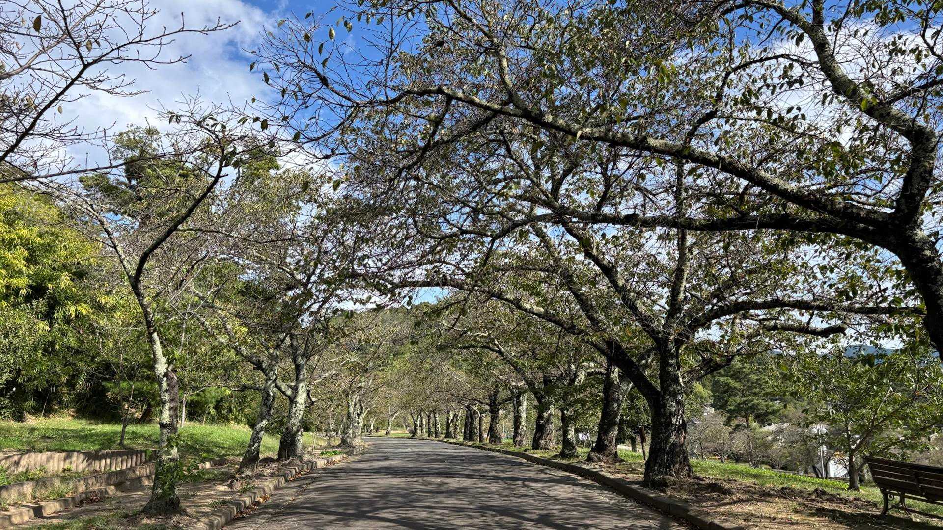 桜並木
桜が満開の時に期待ですね🌸