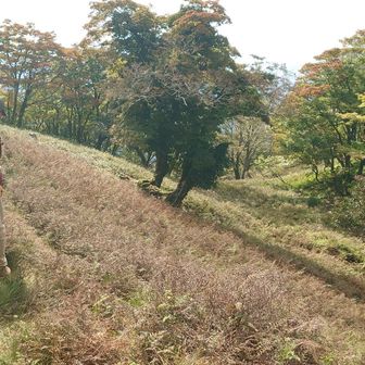 踏み跡が薄く、探しながら進む
