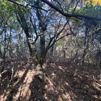 鳥谷山到着⛰️
ココは分かりにくいです💦
少し道から分け入ります⛰️
