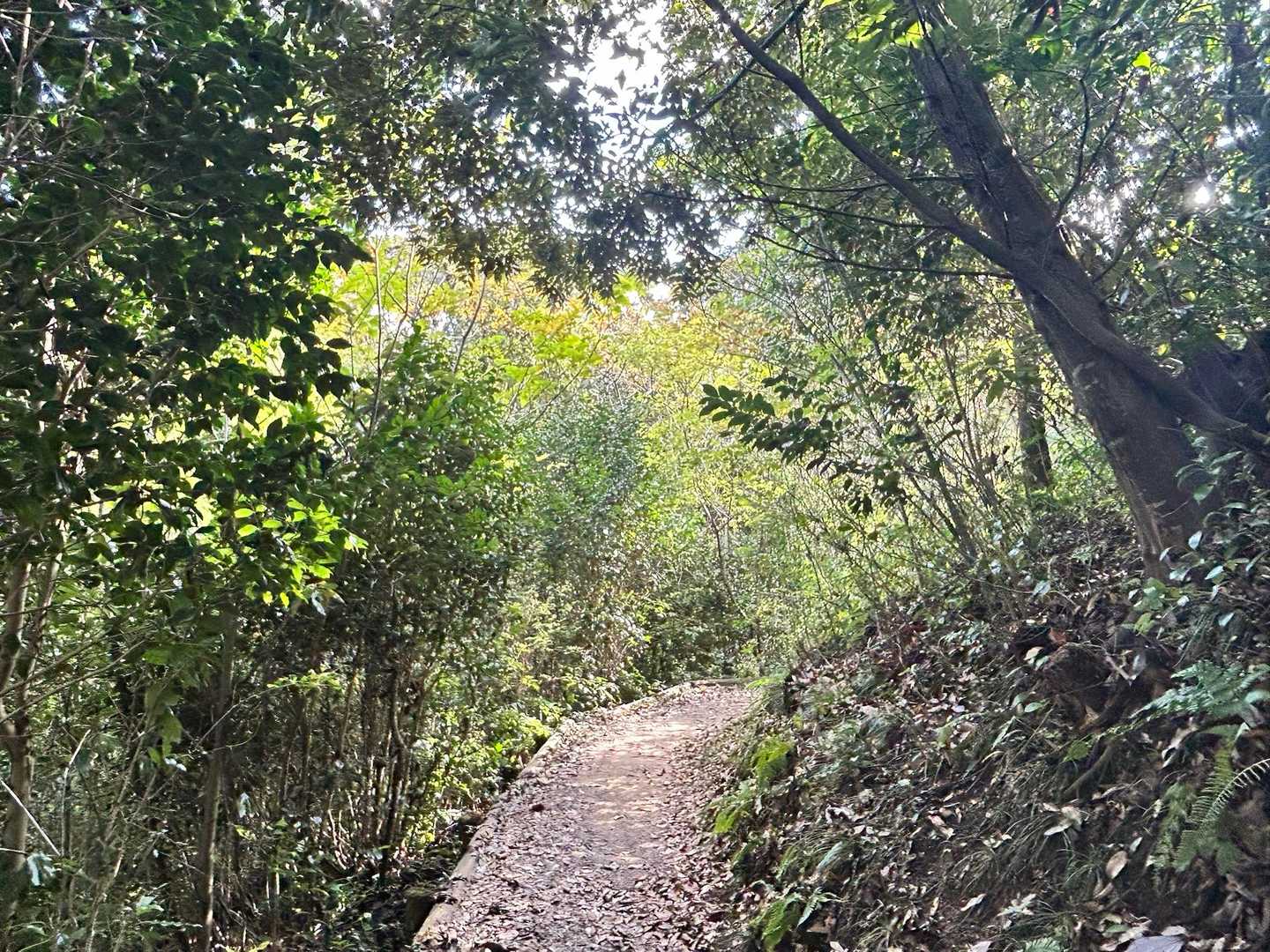 飯盛乗越-ほしだ園地登山口-戎公園バス停-鐃速日山-大原山 縦走コースの写真