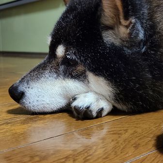 ショコラ🐕‍🦺