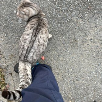 六ツ石山登山口にいたネコ。人懐っこく体を擦り付けてきた