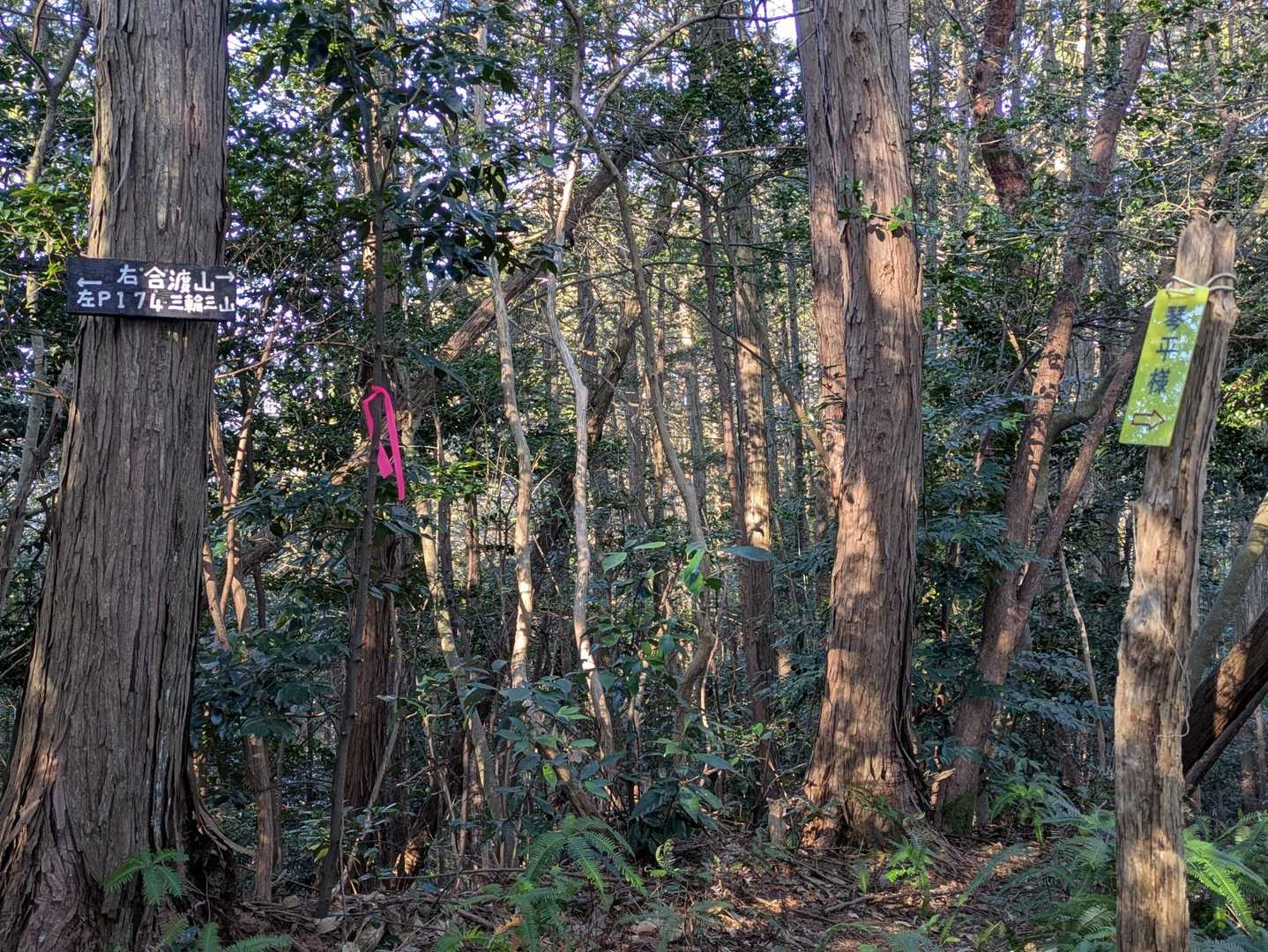 ここから合渡山までが問題だった😵
獣の糞💩が🫢
たぶんイノシシ🐗だと思うけど 匂いもスゴかった〜🫨