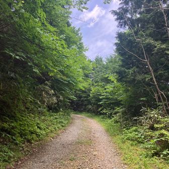 7、白草山へ③
しばらくは緩やかな砂利道が続く