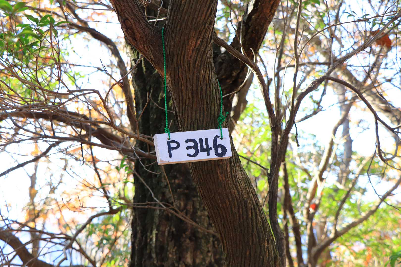 P346