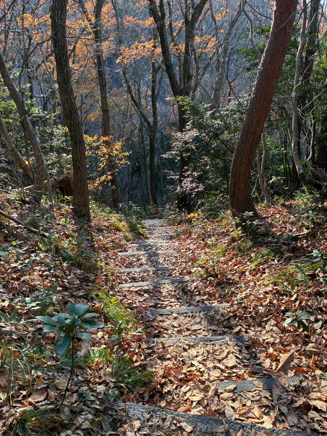 最近、山へのモチベが下がってたので来てよかったです‼️

下がった理由
・ソロが多いので熊、イノシシ問題
・早くリフトでガーッと上がって⛷️で滑り降りたい