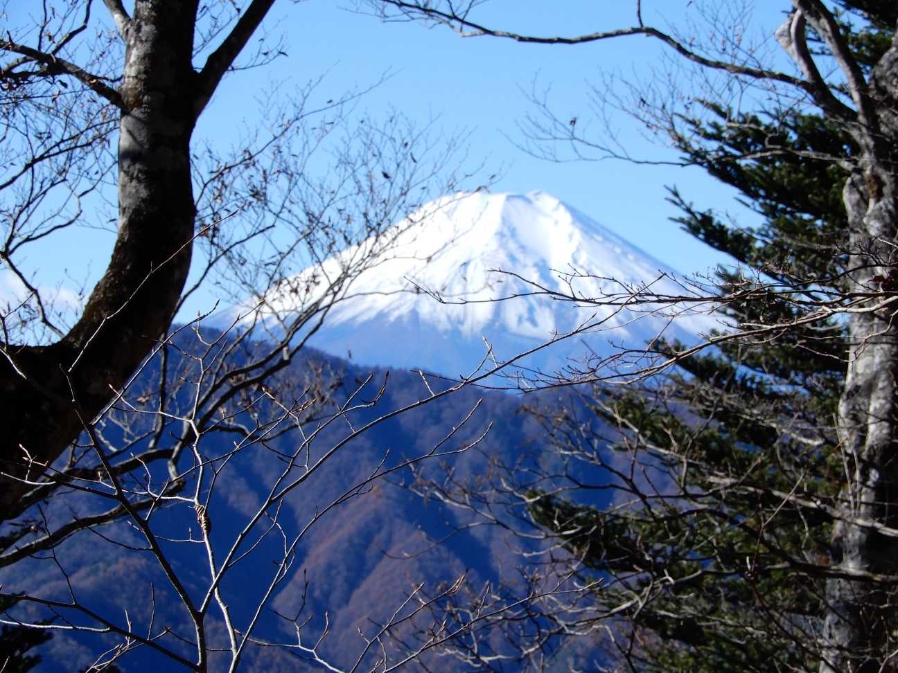 山頂の樹幹からの富士山