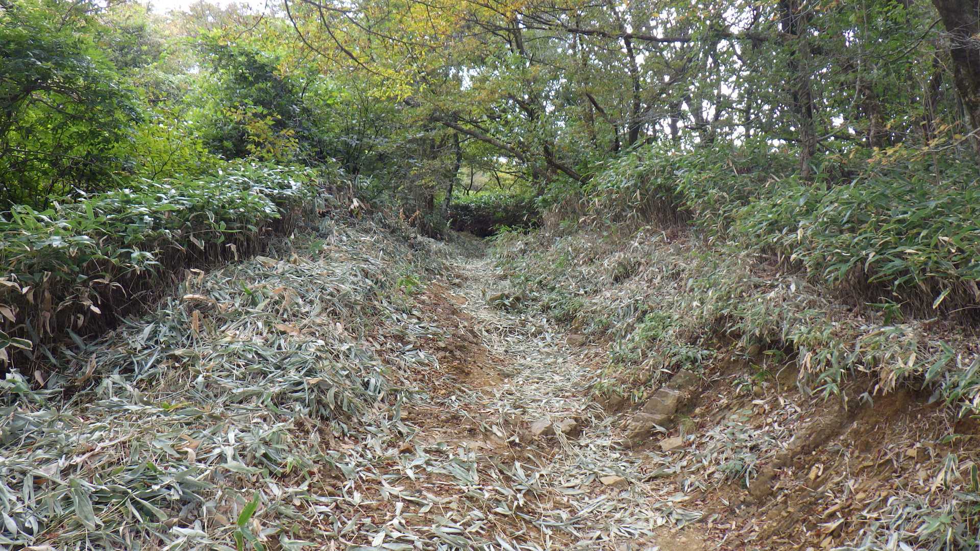 天川登山口-天山-雨山 周回コースの写真
