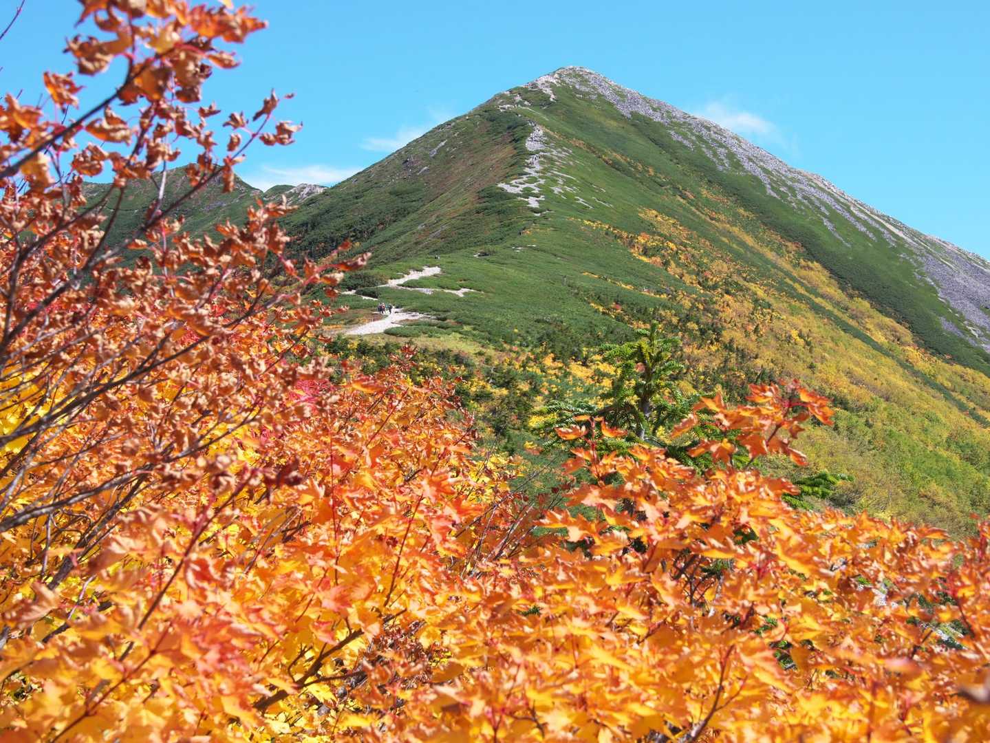 爺ヶ岳南峰とオレンジの紅葉