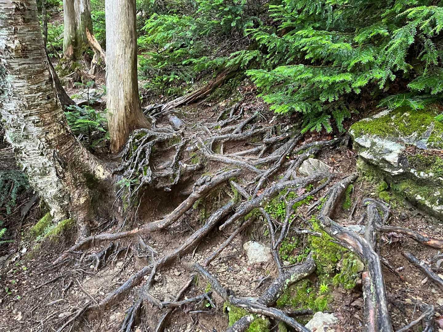 当面は根っこの登山道です
木の根は滑るので注意です

