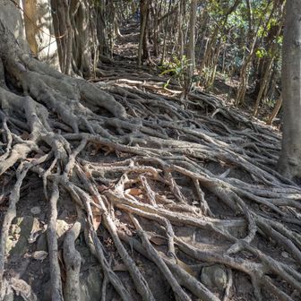 ここはなかなか凄い根っこ道
他にもロープの急登もあったり
尾根道や沢歩きと飽きない道が続きます👍
しかもまあまあ長かった