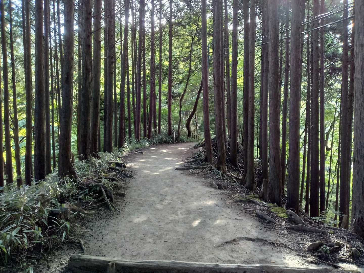 勾配は緩くなり､､､