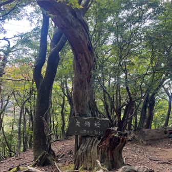 夫婦松　折れてない？