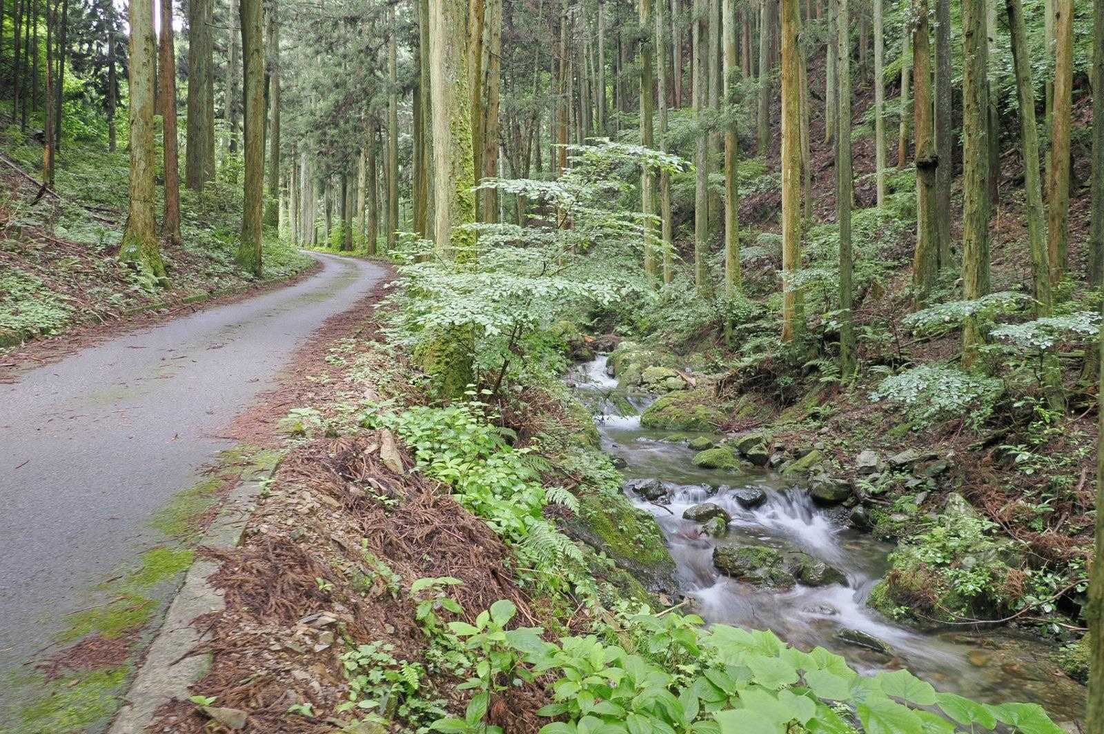 しばらく沢沿い歩き

昨日までの雨で水量が多い気がします