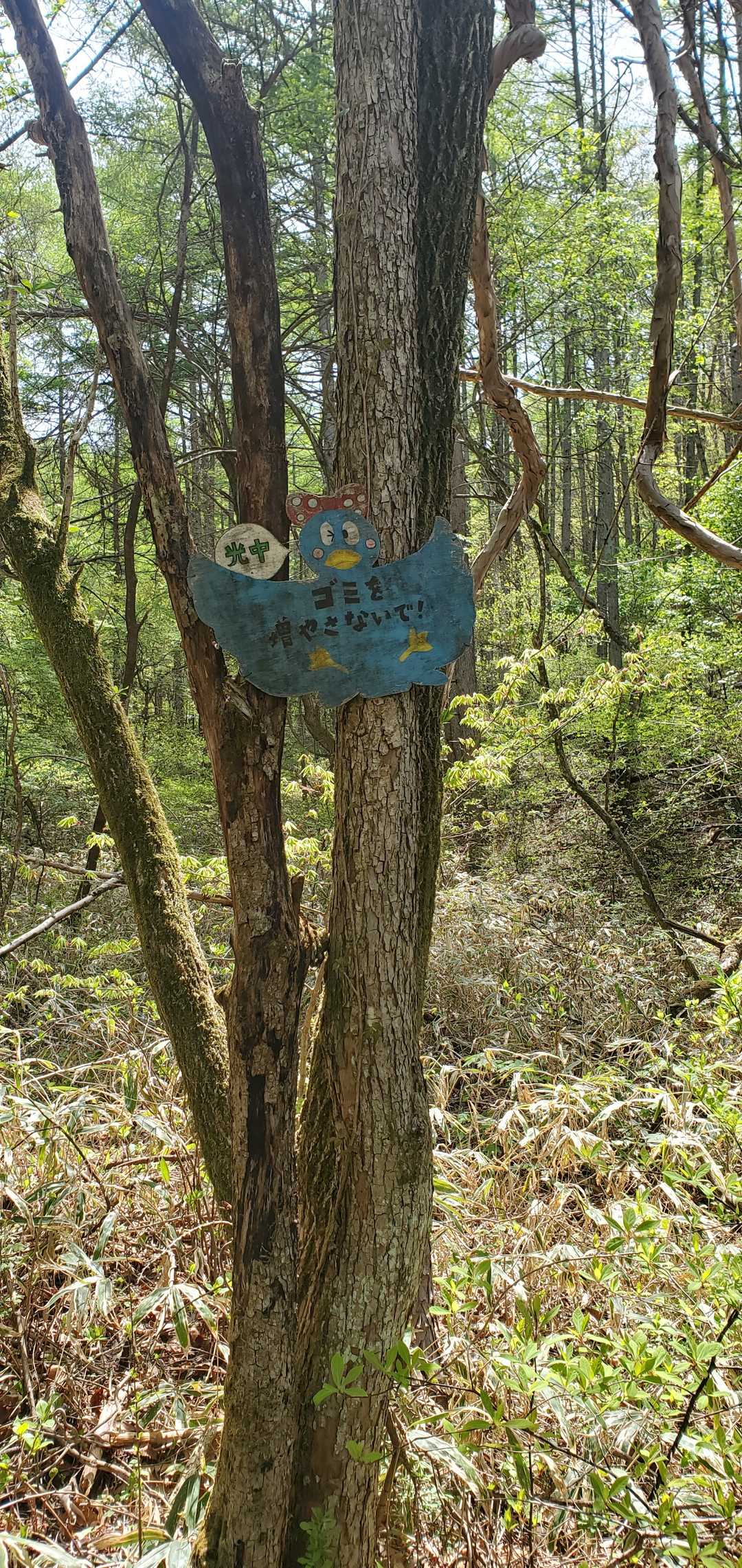 飯盛山 往復コースの写真